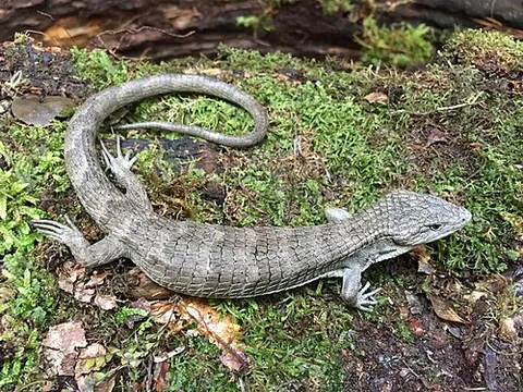 monte cristo arboreal alligator lizard: abronia montecristoi, a species of endangered anguid lizard found in El Salvador and Honduras