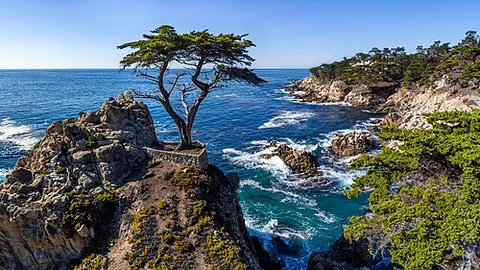 monterey cypress: a cypress native to California, Cupressus macrocarpa