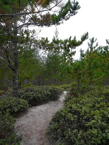 monterey pine: a pine, Pinus radiata, native to California and notable worldwide for its rapid growth