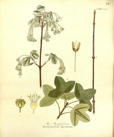 montpellier maple: a low tree or shrub (Acer monspessulanum) native to France, Spain, and Italy