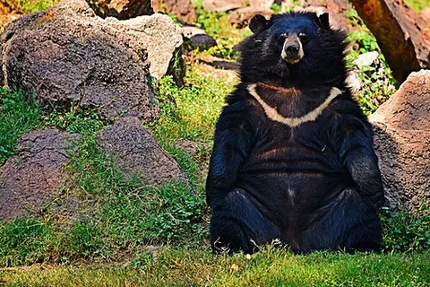 moon bear: the Asian black bear, Ursus thibetanus