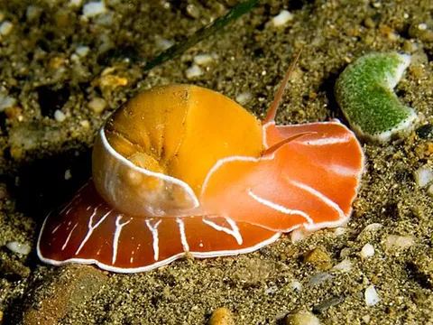 moon snail: any of the family Naticidae of predatory sea snails