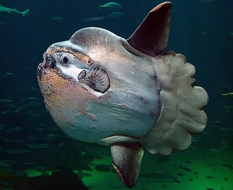 moonfish: any member of the species Mene maculata (razor moonfish), sole accepted, extant species of family...
