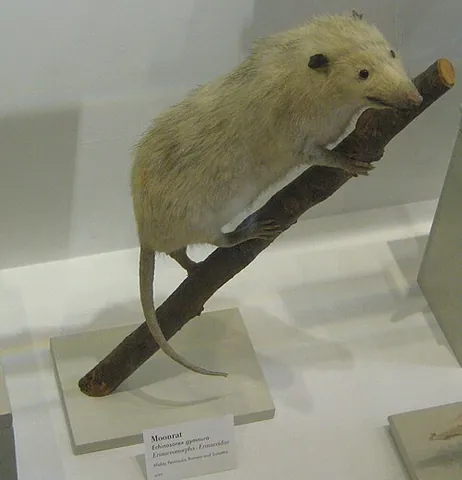 moonrat: a gymnure, especially the greater gymnure, Echinosorex gymnura
