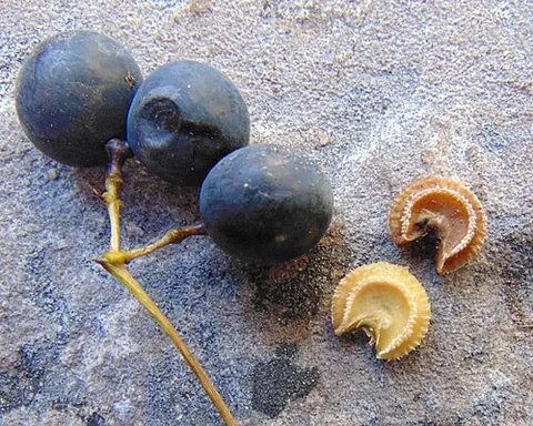 moonseed: a twining plant of the genera Menispermum or Cocculus, in the family Menispermaceae