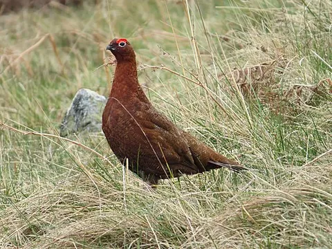 moorcock: a male red grouse