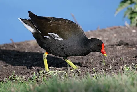 moorhen: any of various medium-sized water birds of the genus Gallinula, of the rail family, that feed in...