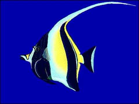 moorish idol: a fish of the species Zanclus cornutus, a colorful marina tropical fish often kept in aquaria