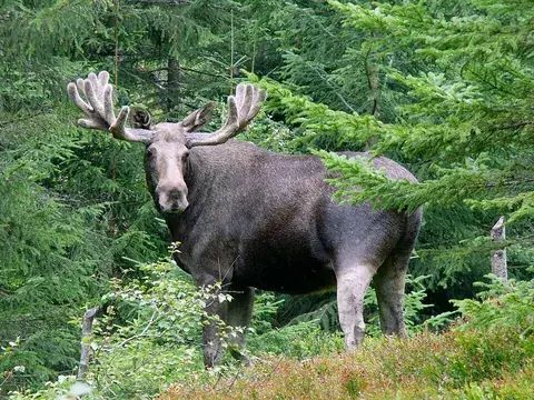 moose: the largest member of the deer family (Alces americanus, sometimes included in Alces alces), of...