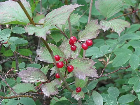 mooseberry: a pembina or lowbush cranberry (Viburnum edule)