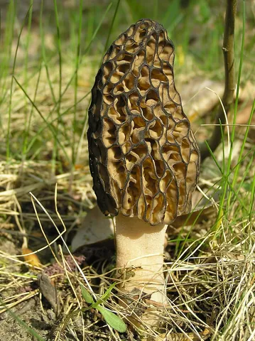 morel: a true morel; any of several fungi in the genus Morchella, the upper part of which is covered with...