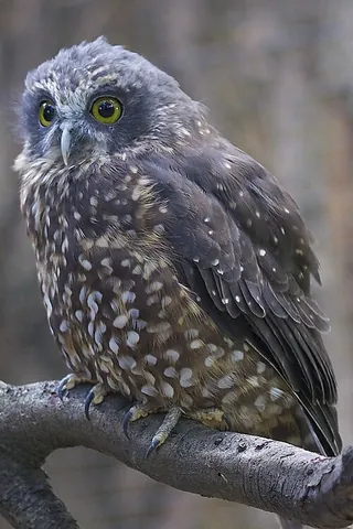 morepork: the Tasmanian spotted owl (Ninox novaeseelandiae), a small brown owl indigenous to New Zealand and...