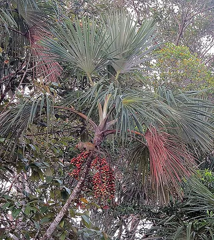 moriche palm: a palm tree of species Mauritia flexuosa, native to tropical South America