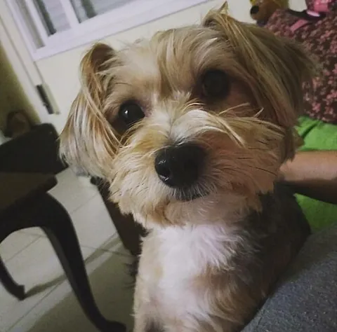 morkie: a dog that is a cross between a Maltese and a Yorkie