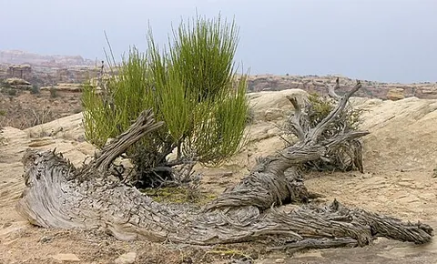 mormon tea: any of the North American conifers in the genus Ephedra, leafless shrubs with gray or green...