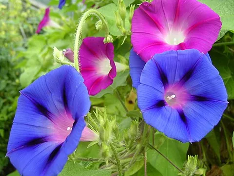 morning glory: any of several members of the family Convolvulaceae; climbing plants with trumpet shaped flowers