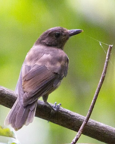 morningbird: a bird of species Pachycephala tenebrosa, native to Palau