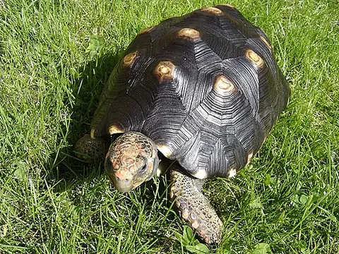 morrocoy: a red-footed tortoise, of the species Chelonoidis carbonaria, from the West Indies