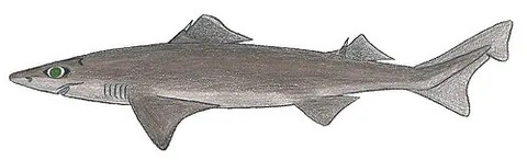 mosaic gulper shark: a rare deepwater dogfish (Centrophorus tessellatus), growing up to 89 cm (35 in) in length. It is...