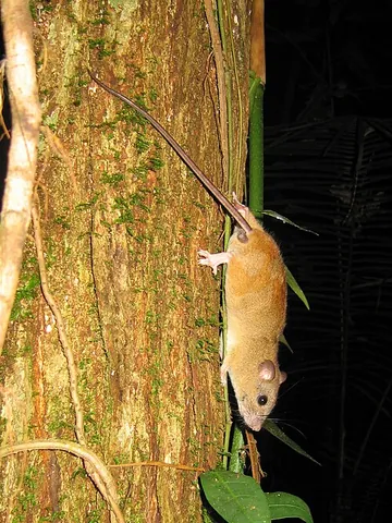 mosaic-tailed rat: any of various rodents of the genus Melomys