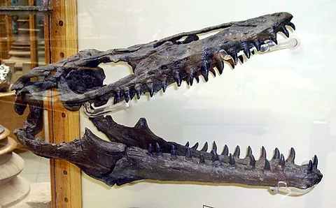 mosasaur: a large extinct marine reptile in the family †Mosasauridae, dominant marine predator of the...