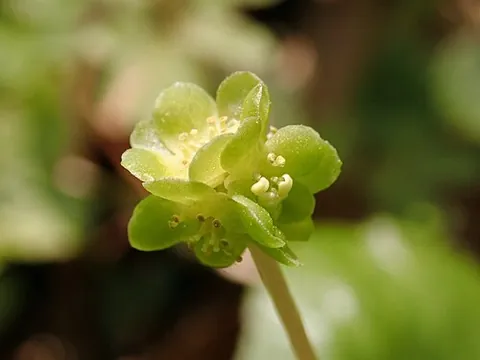 moschatel: a plant of species Adoxa moschatellina, with distinctively configured pale green flowers and a...