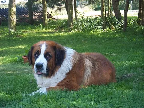 moscow watchdog: a breed of dog that was bred in the former Soviet Union, descended from crosses between the Saint...