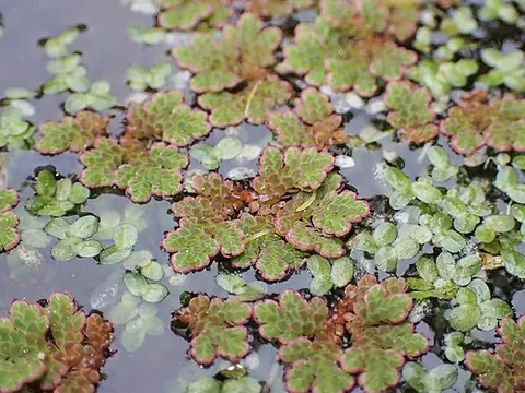 mosquito fern: any in the genus Azolla of aquatic ferns