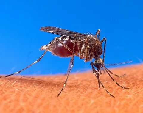mosquito: a small flying insect of the family Culicidae, the females of which bite humans and animals and...