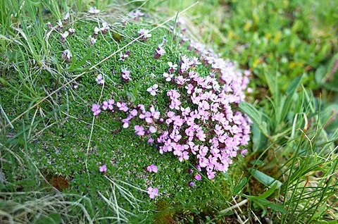 moss campion: a campion of species Silene acaulis, in the family Caryophyllaceae