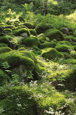 moss-grown: having a covering of growing moss