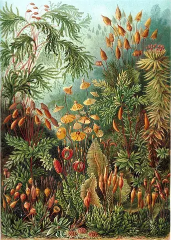 moss: any of various small, green, seedless plants growing on the ground or on the surfaces of trees,...