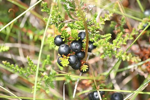 mossberry: empetrum nigrum, a species of crowberry