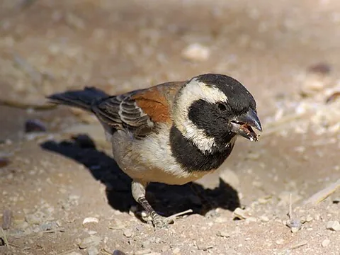 mossie: any of various species of sparrow, especially Passer melanurus