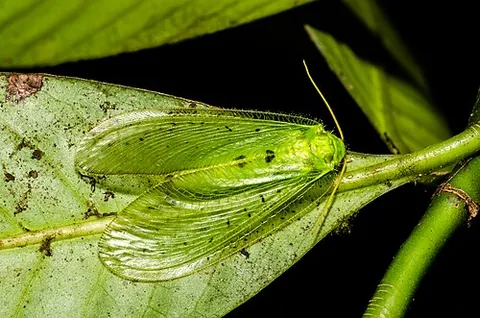 moth lacewing: any insect of the family Ithonidae