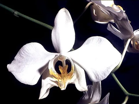 moth orchid: any of the genus Phalaenopsis of orchids