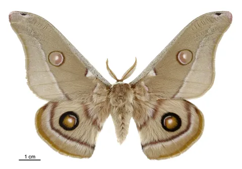 moth: any flying insect of the order Lepidoptera not in the superfamily Papilionoidea, most species of...