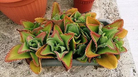 mother of millions: synonym of chandelier plant
