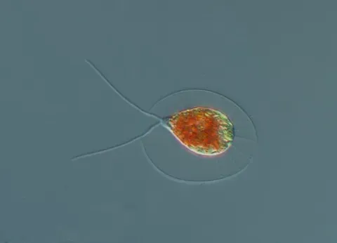 motile: in organisms: having the power to move spontaneously