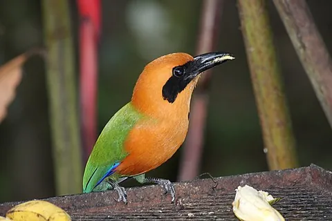 motmot: any bird in the taxonomic family Momotidae, endemic to the neotropics
