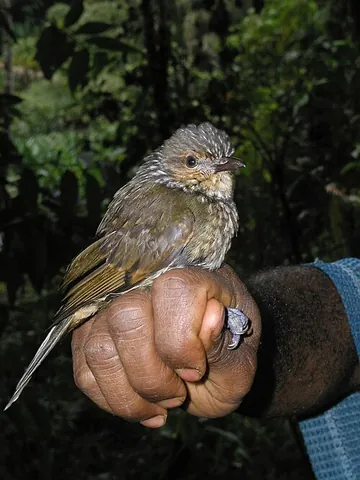 mottled berryhunter: a bird of species Rhagologus leucostigma, native to New Guinea