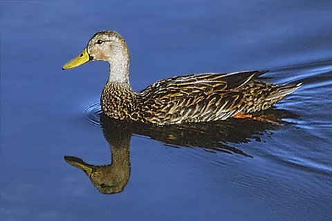 mottled duck: a medium-sized dabbling duck, Anas fulvigula