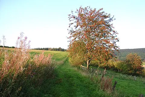 mountain ash: a European tree, rowan or, more specifically, European rowan, of species Sorbus aucuparia