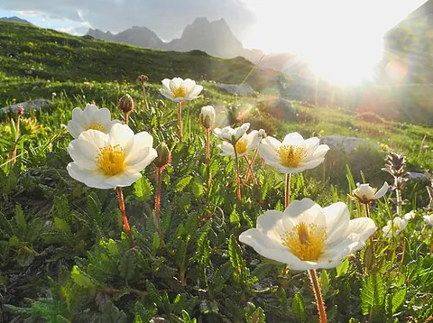 mountain avens: an arctic-alpine flowering plant of the species Dryas octopetala