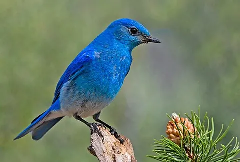 mountain bluebird: a bluebird of species Sialia currucoides, found in eastern North America