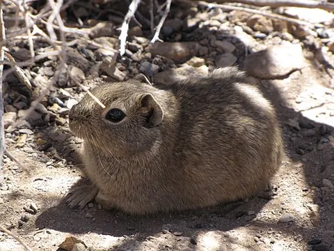 mountain cavy: any cavy of the genus Microcavia, native to the Andes of southern South America
