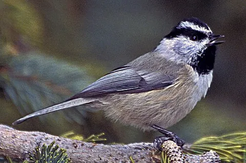 mountain chickadee: poecile gambeli, a small bird of the tit family Paridae