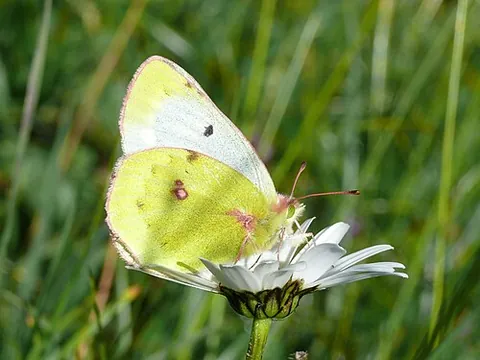mountain clouded yellow: colias phicomone, a pierid butterfly found in various mountain ranges