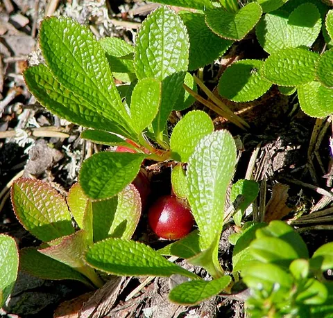 mountain cranberry: cowberry (Vaccinium vitis-idaea)l
