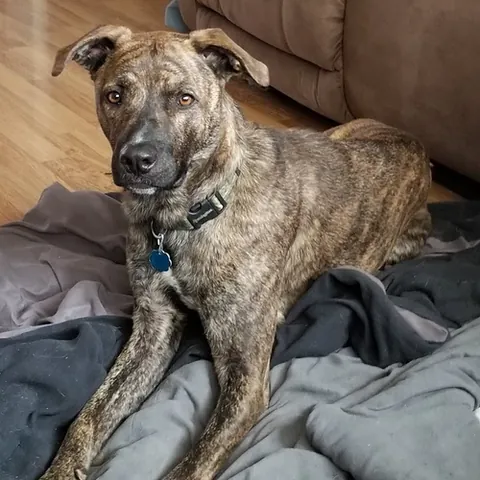mountain cur: a type of working dog that is bred specifically for treeing and trailing small game, like squirrel...